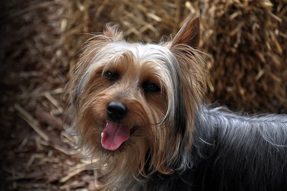 Yorkshire Terrier Yorkie Jork Irski Terier Pasjahrana Net